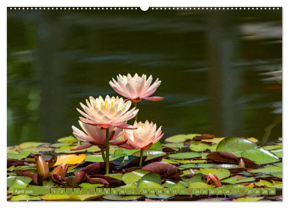 Zauberhafte Seerosen (CALVENDO Wandkalender 2026)