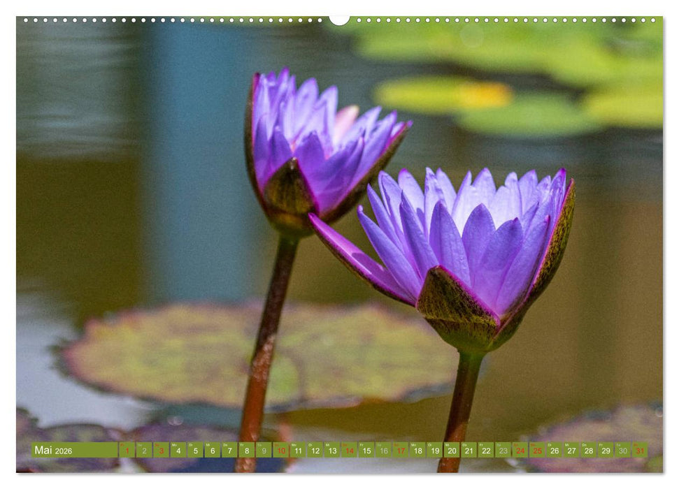 Zauberhafte Seerosen (CALVENDO Wandkalender 2026)