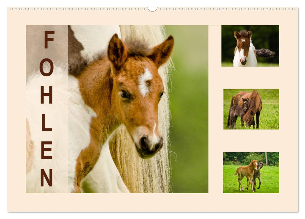 Fohlen, glücklich in der Herde (CALVENDO Wandkalender 2026)