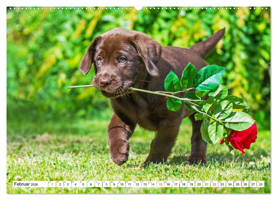 Labrador Retriever Welpen - Kleine Weltentdecker (CALVENDO Premium Wandkalender 2026)