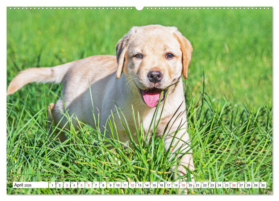 Labrador Retriever Welpen - Kleine Weltentdecker (CALVENDO Premium Wandkalender 2026)