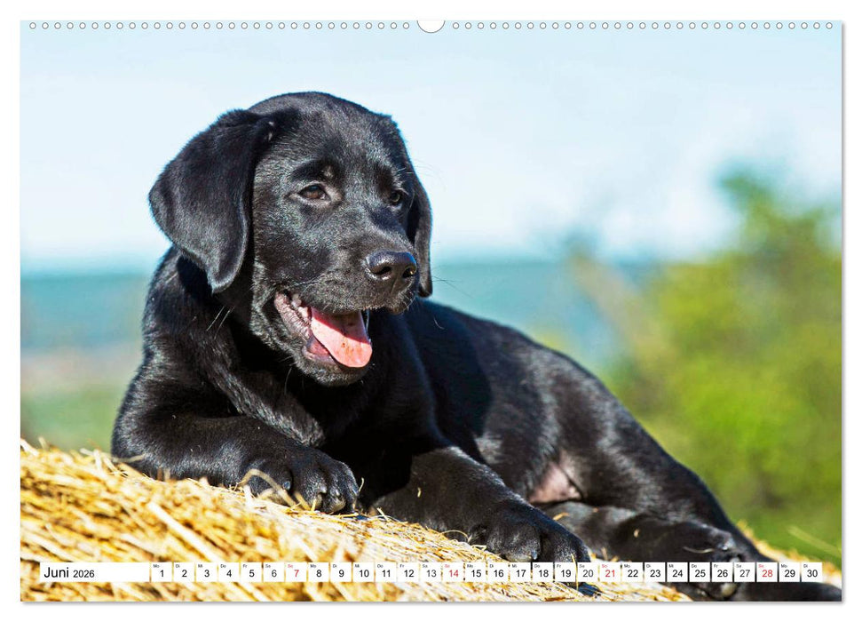 Labrador Retriever Welpen - Kleine Weltentdecker (CALVENDO Premium Wandkalender 2026)