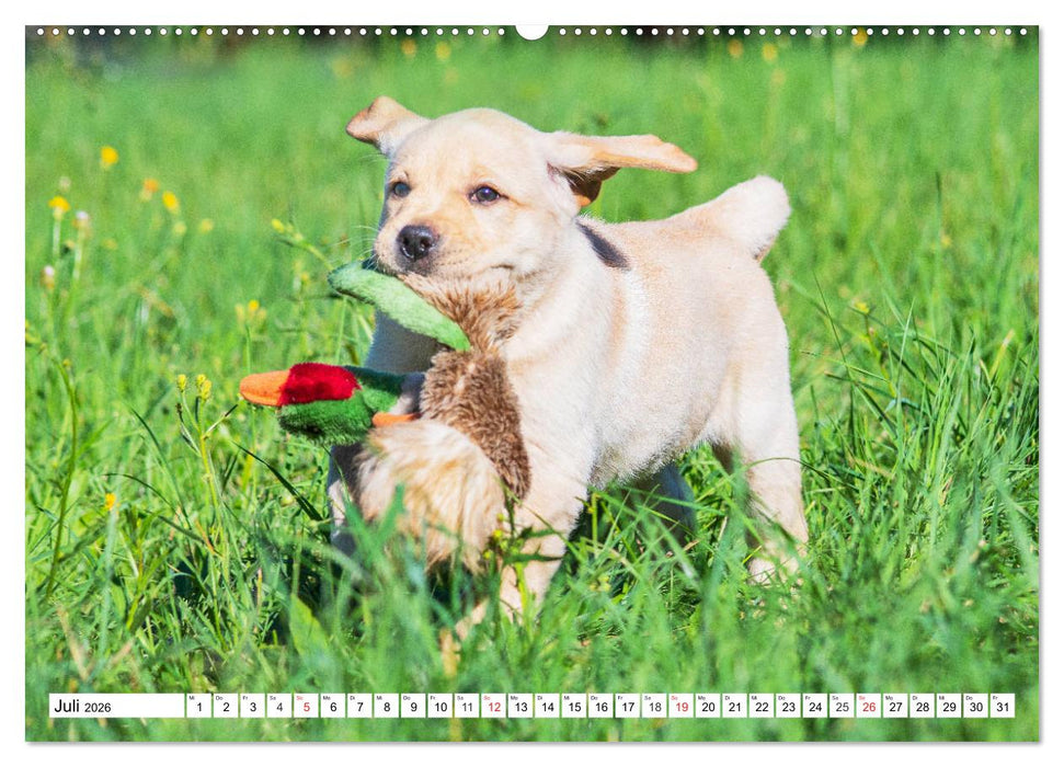 Labrador Retriever Welpen - Kleine Weltentdecker (CALVENDO Premium Wandkalender 2026)