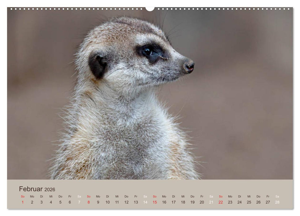 Quirlige Erdmännchen (CALVENDO Premium Wandkalender 2026)