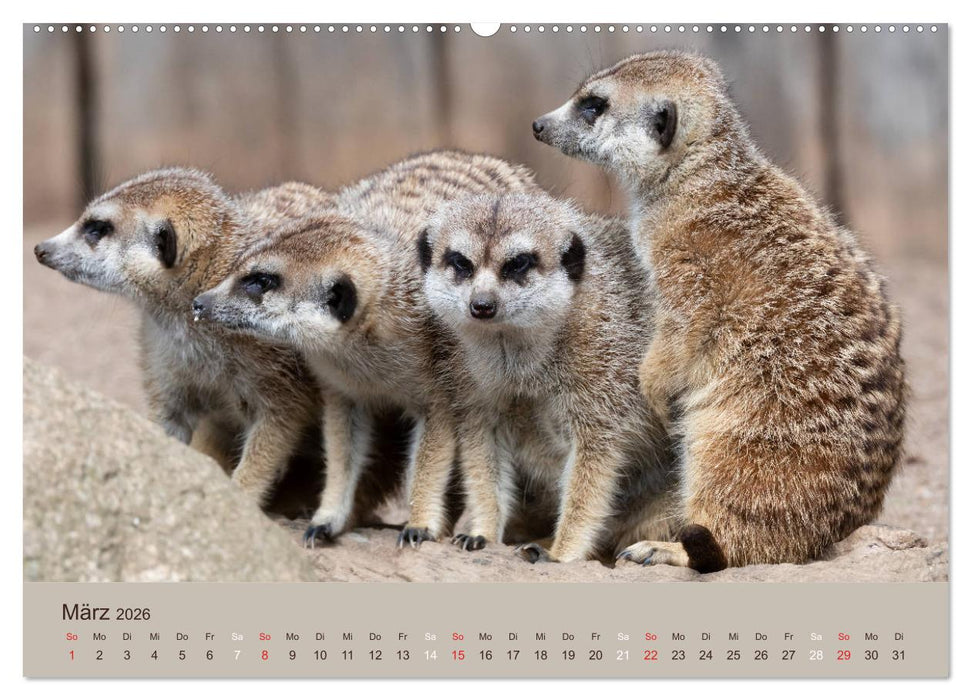 Quirlige Erdmännchen (CALVENDO Premium Wandkalender 2026)