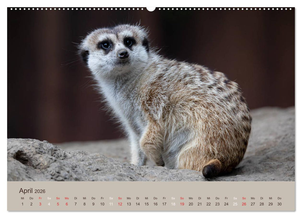 Quirlige Erdmännchen (CALVENDO Premium Wandkalender 2026)