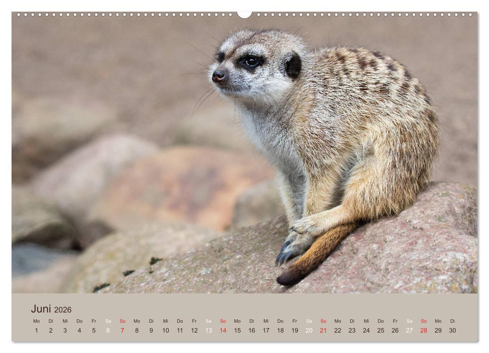 Quirlige Erdmännchen (CALVENDO Premium Wandkalender 2026)