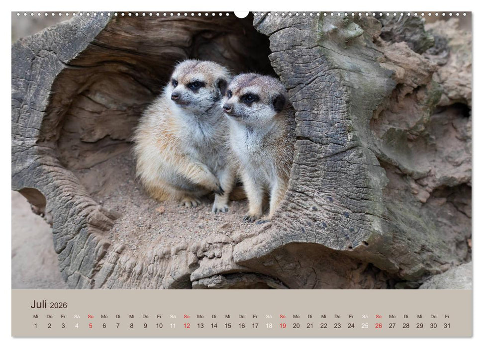 Quirlige Erdmännchen (CALVENDO Premium Wandkalender 2026)