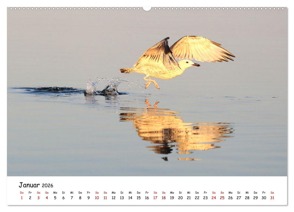 Eine Reise ins magische Donaudelta (CALVENDO Premium Wandkalender 2026)