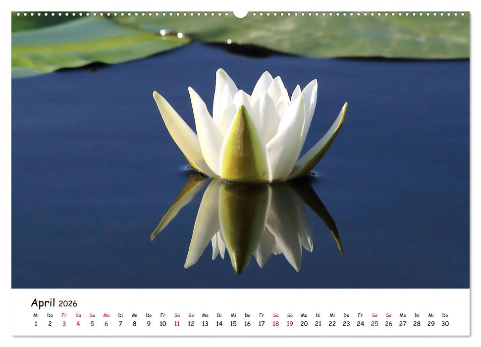 Eine Reise ins magische Donaudelta (CALVENDO Premium Wandkalender 2026)