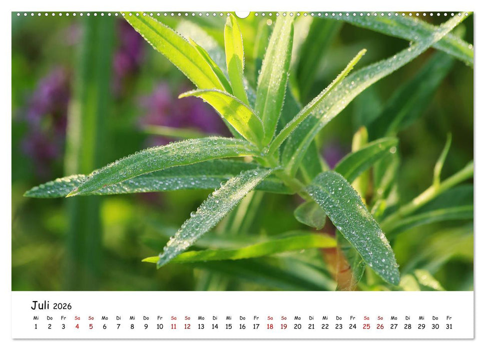 Eine Reise ins magische Donaudelta (CALVENDO Premium Wandkalender 2026)