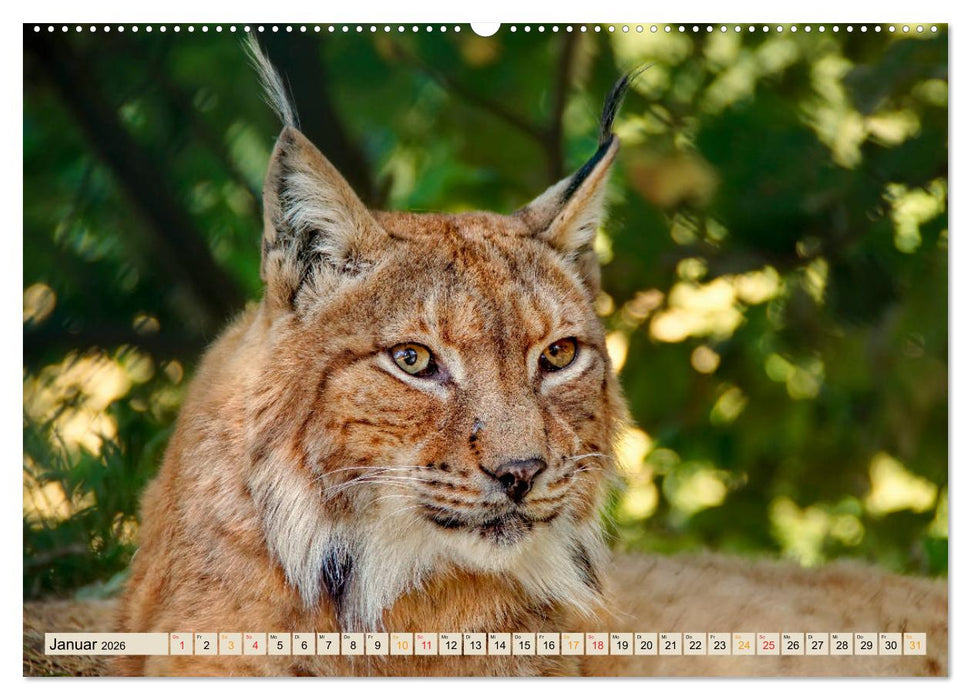 Raubkatze Luchs (CALVENDO Wandkalender 2026)