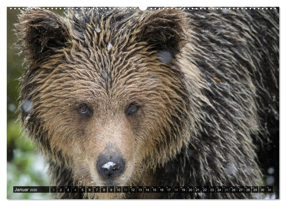 Braunbären in Europa (CALVENDO Premium Wandkalender 2026)