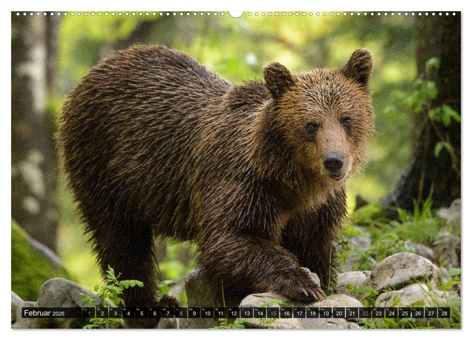 Braunbären in Europa (CALVENDO Premium Wandkalender 2026)