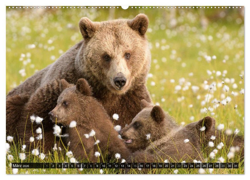 Braunbären in Europa (CALVENDO Premium Wandkalender 2026)