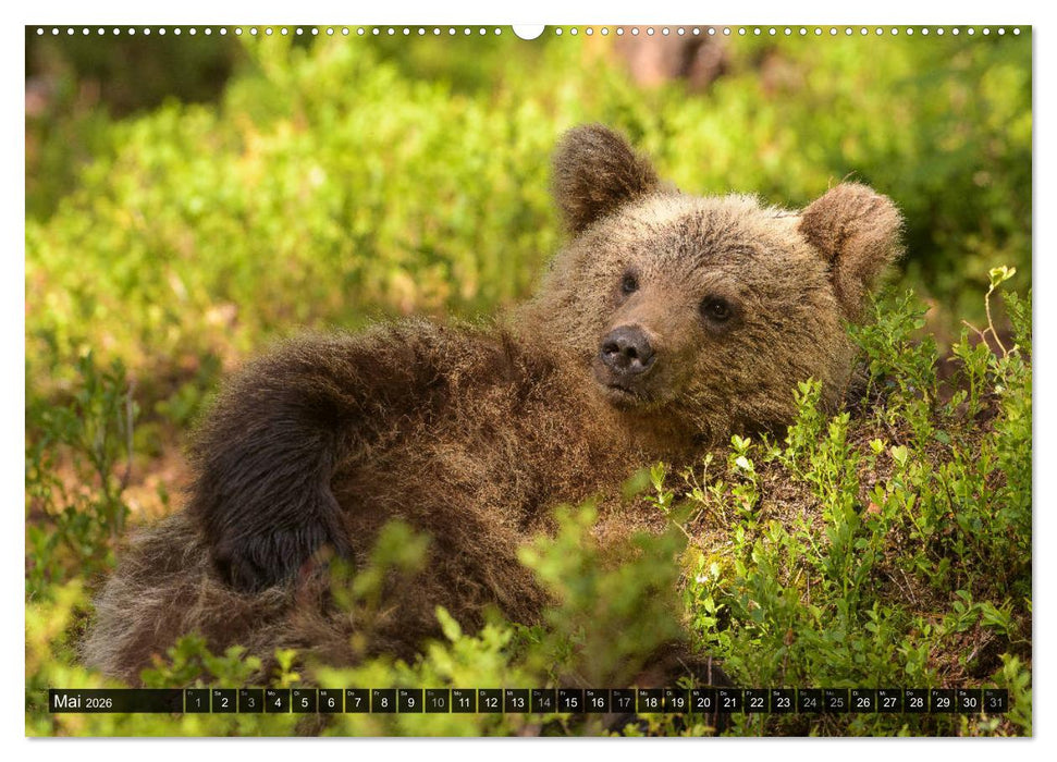Braunbären in Europa (CALVENDO Premium Wandkalender 2026)