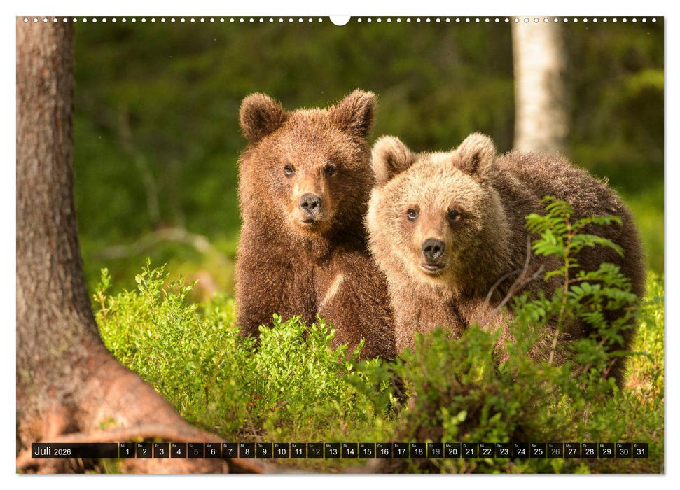 Braunbären in Europa (CALVENDO Premium Wandkalender 2026)
