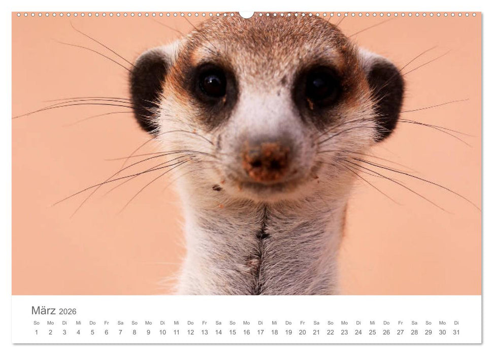 Sehnsucht Afrika - Faszinierende Tierwelt im südlichen Afrika (CALVENDO Wandkalender 2026)