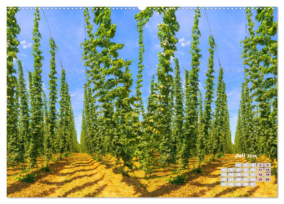 Hopfenland Holledau (CALVENDO Premium Wandkalender 2026)