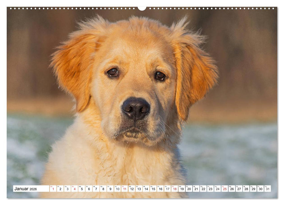 Goldige Herzensbrecher - Golden Retriever Welpen (CALVENDO Premium Wandkalender 2026)
