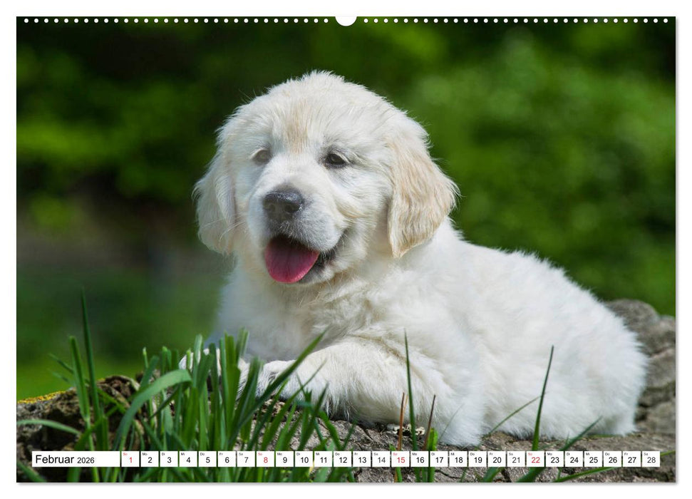 Goldige Herzensbrecher - Golden Retriever Welpen (CALVENDO Premium Wandkalender 2026)