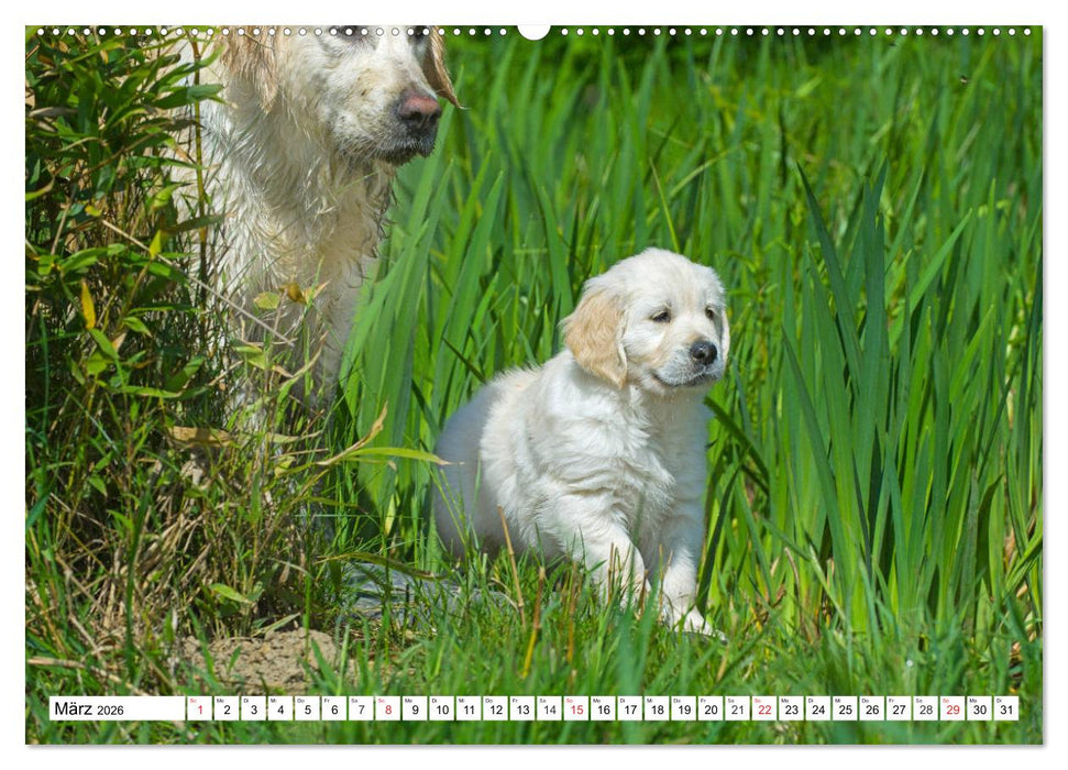Goldige Herzensbrecher - Golden Retriever Welpen (CALVENDO Premium Wandkalender 2026)