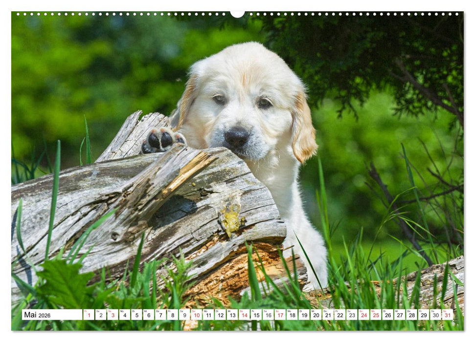 Goldige Herzensbrecher - Golden Retriever Welpen (CALVENDO Premium Wandkalender 2026)