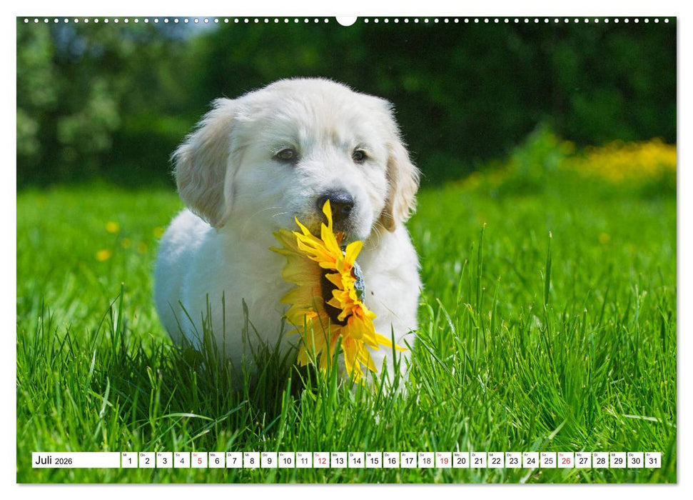 Goldige Herzensbrecher - Golden Retriever Welpen (CALVENDO Premium Wandkalender 2026)