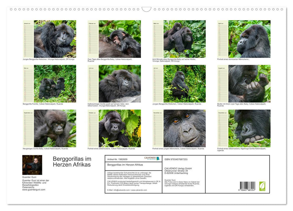 Berggorillas im Herzen Afrikas (CALVENDO Wandkalender 2026)