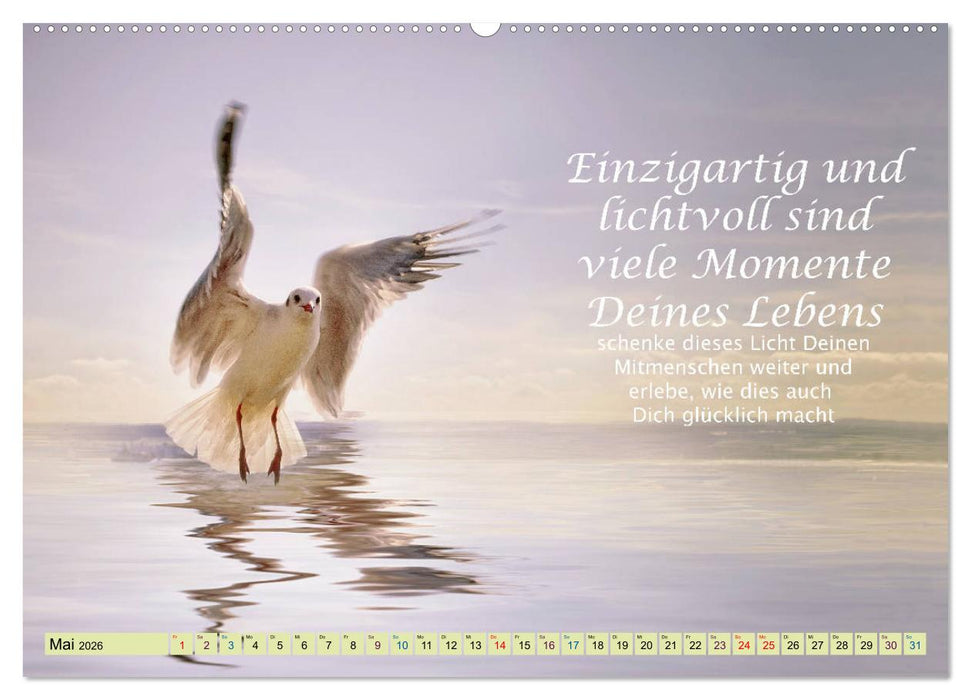 Spruchkalender - schau rein (CALVENDO Premium Wandkalender 2026)