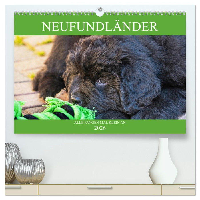 Neufundländer - Alle fangen mal klein an (CALVENDO Premium Wandkalender 2026)