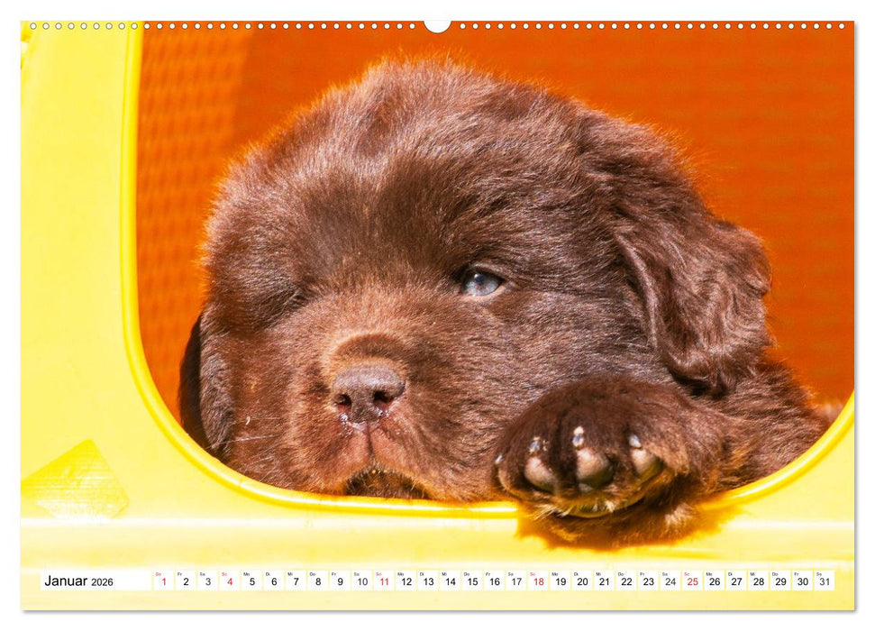 Neufundländer - Alle fangen mal klein an (CALVENDO Premium Wandkalender 2026)