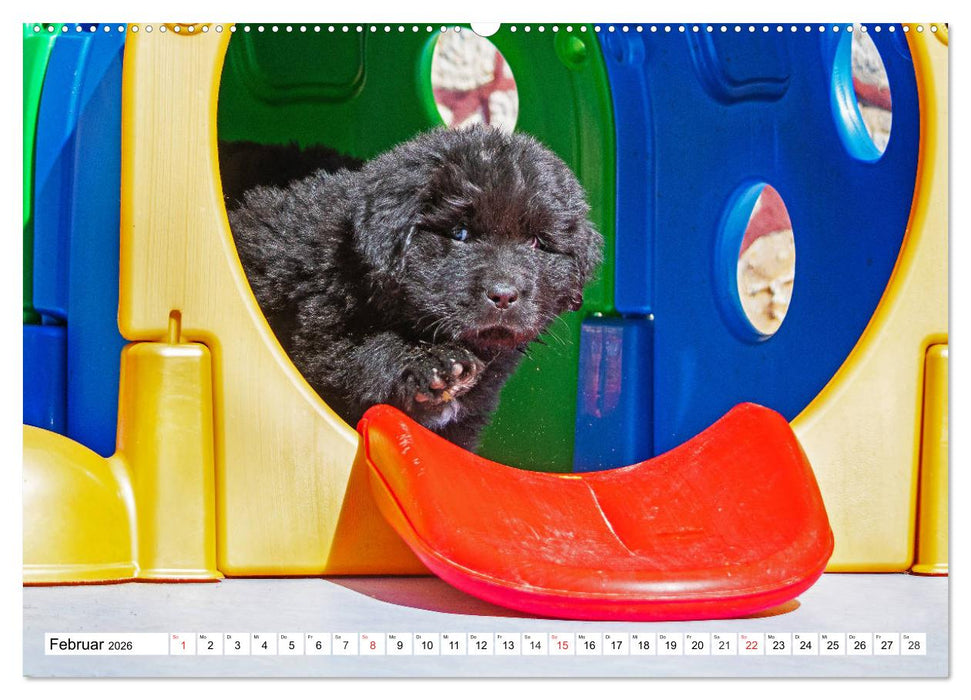 Neufundländer - Alle fangen mal klein an (CALVENDO Premium Wandkalender 2026)