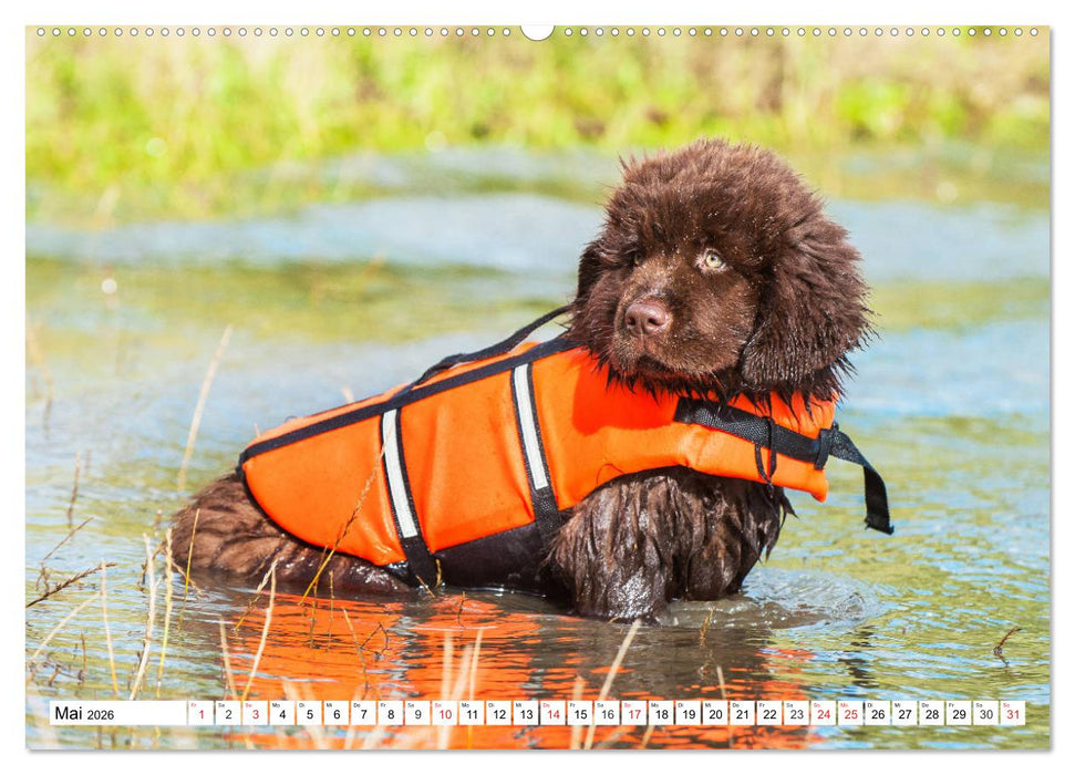 Neufundländer - Alle fangen mal klein an (CALVENDO Premium Wandkalender 2026)