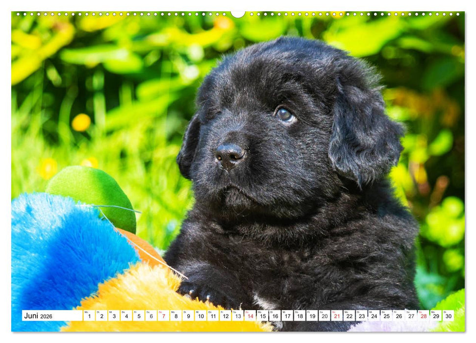 Neufundländer - Alle fangen mal klein an (CALVENDO Premium Wandkalender 2026)