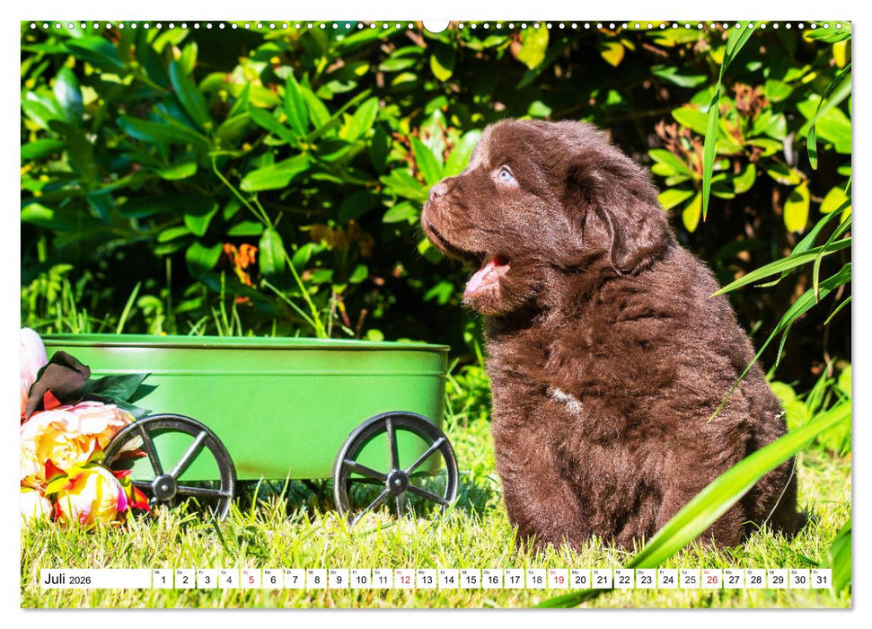 Neufundländer - Alle fangen mal klein an (CALVENDO Premium Wandkalender 2026)
