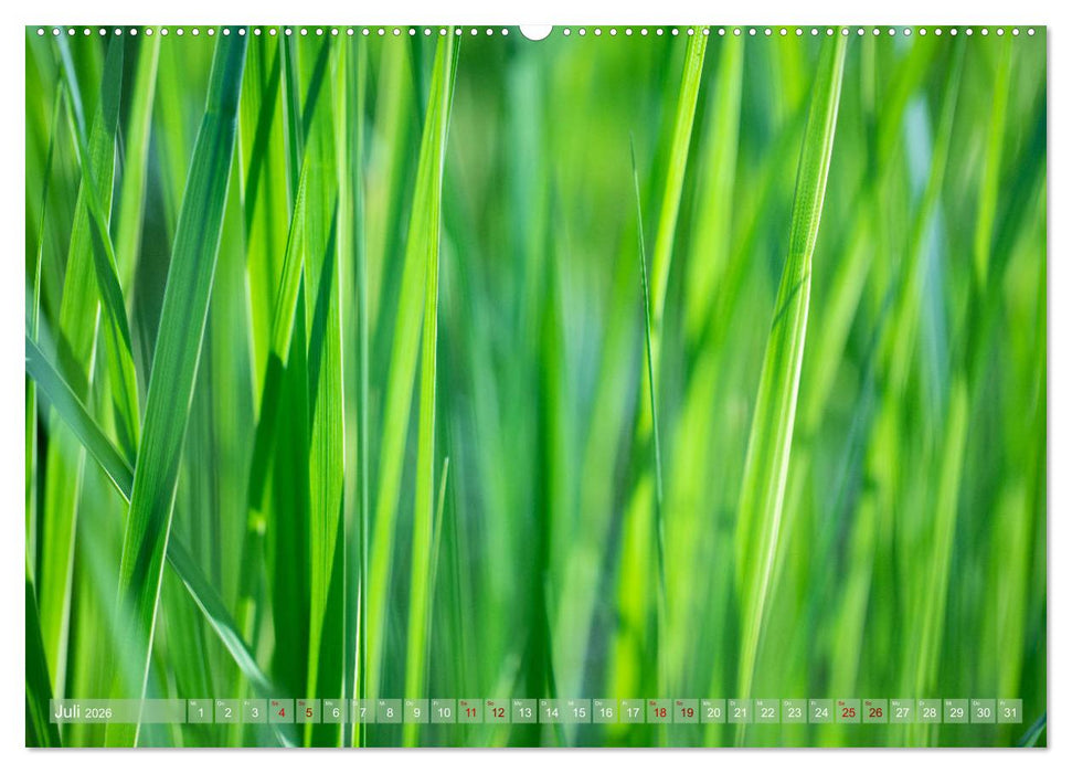 GRÜN Harmonie Wachstum Zufriedenheit (CALVENDO Premium Wandkalender 2026)
