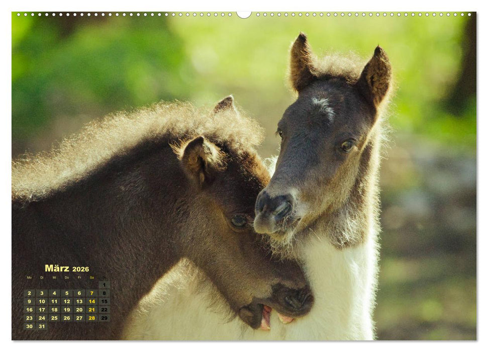 Wunderbare Fohlen (CALVENDO Premium Wandkalender 2026)