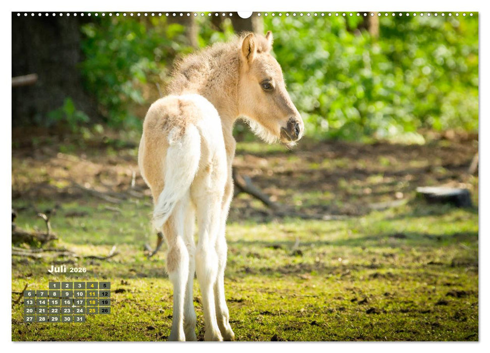 Wunderbare Fohlen (CALVENDO Premium Wandkalender 2026)