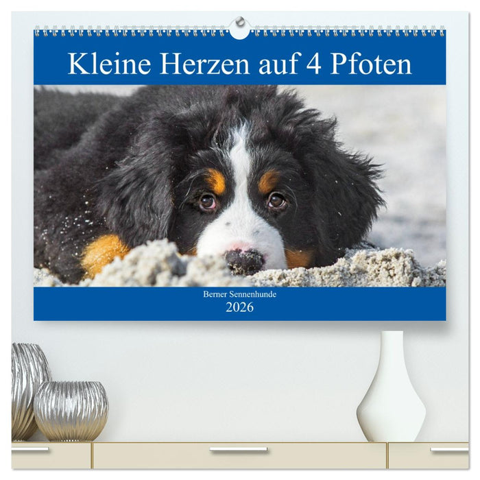Kleine Herzen auf 4 Pfoten - Berner Sennenhunde (CALVENDO Premium Wandkalender 2026)
