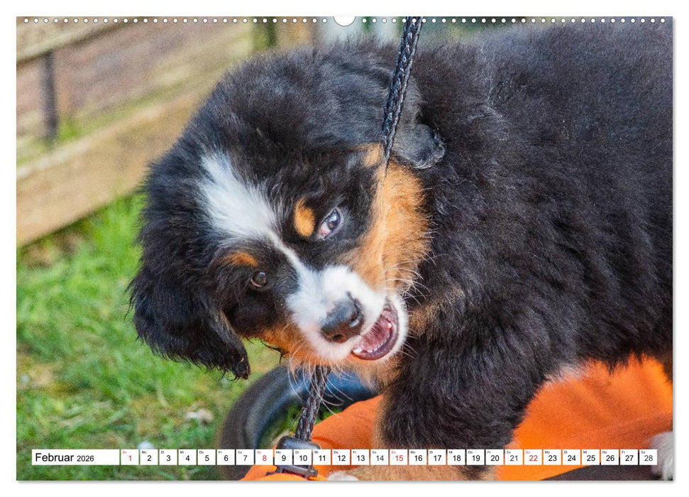 Kleine Herzen auf 4 Pfoten - Berner Sennenhunde (CALVENDO Premium Wandkalender 2026)