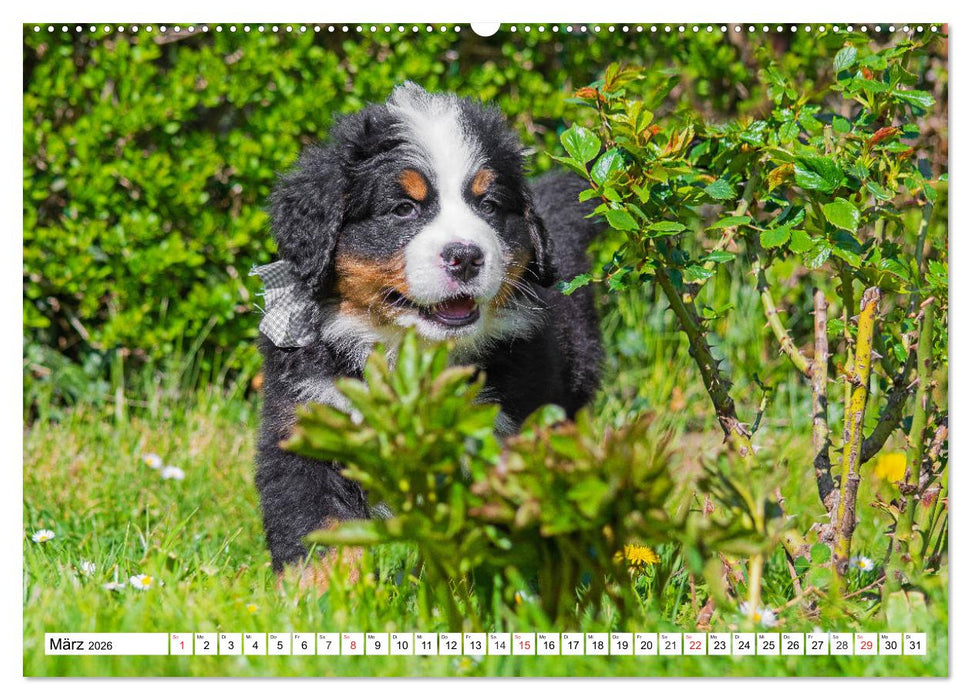 Kleine Herzen auf 4 Pfoten - Berner Sennenhunde (CALVENDO Premium Wandkalender 2026)