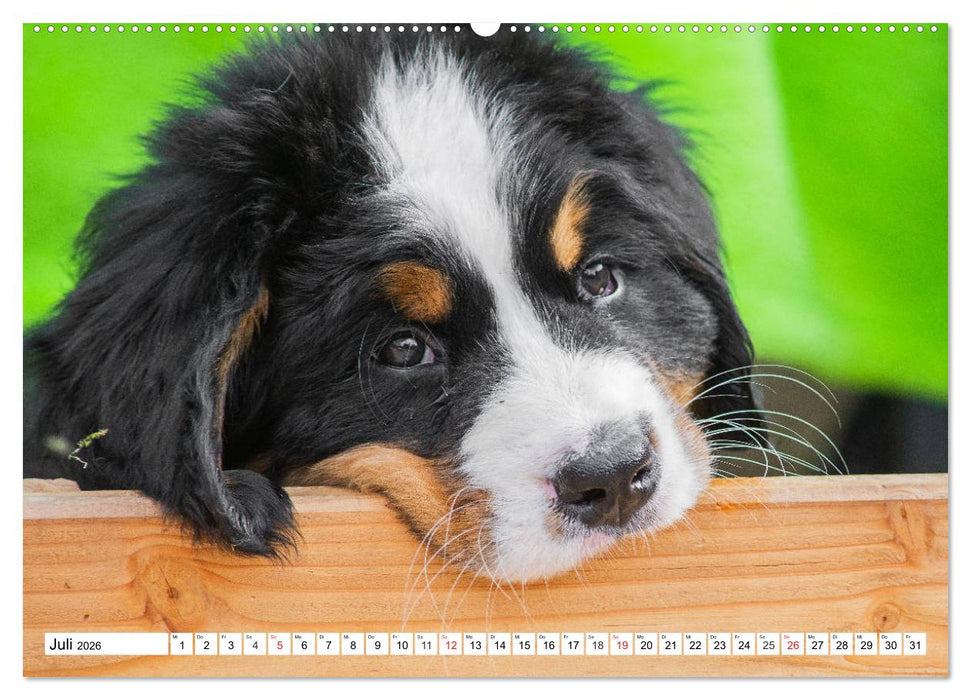 Kleine Herzen auf 4 Pfoten - Berner Sennenhunde (CALVENDO Premium Wandkalender 2026)