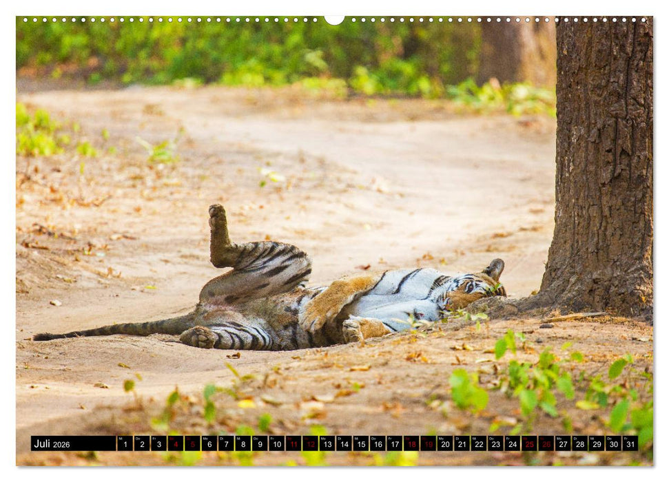 Indien - Im Reich des Tigers (CALVENDO Premium Wandkalender 2026)