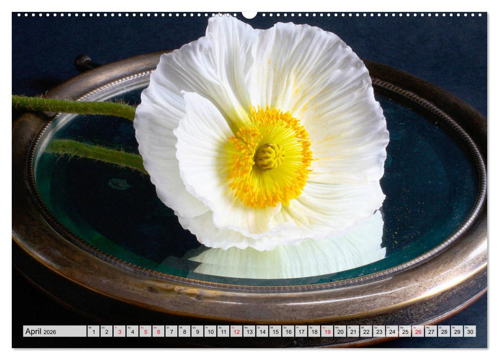 Prachtvolle Mohnblüten (CALVENDO Premium Wandkalender 2026)