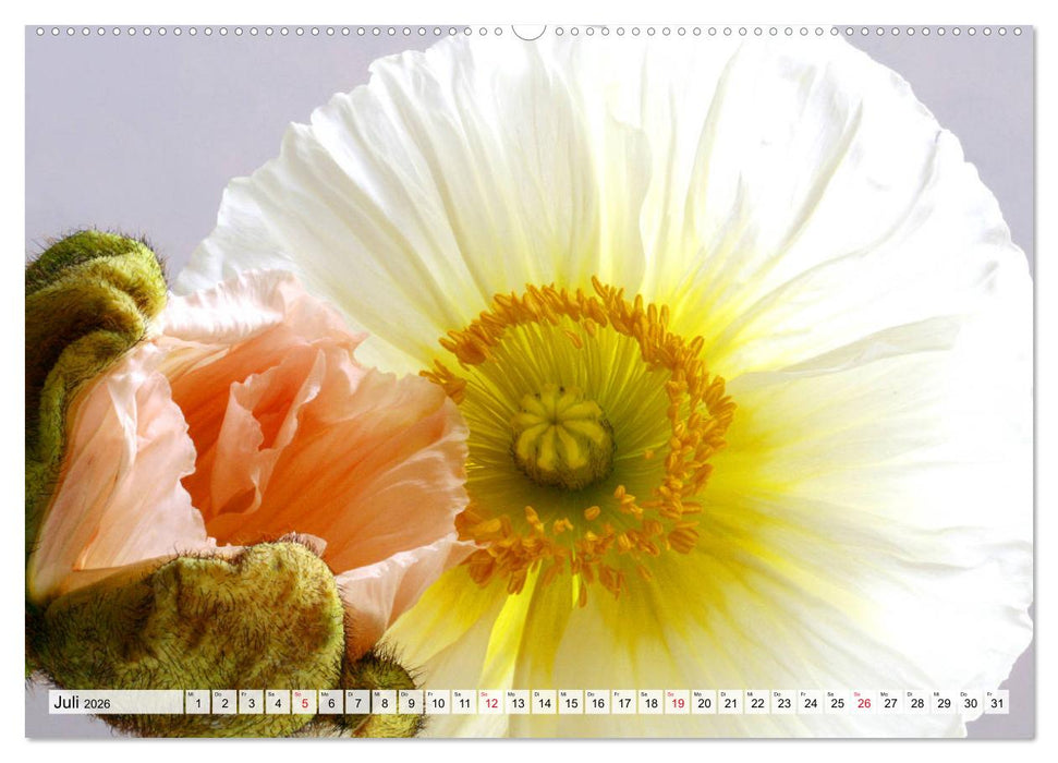 Prachtvolle Mohnblüten (CALVENDO Premium Wandkalender 2026)