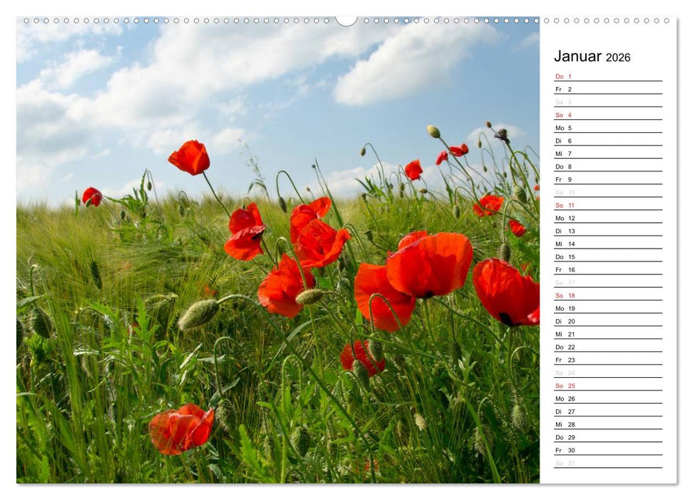 Ein Traum von Mohn (CALVENDO Premium Wandkalender 2026)