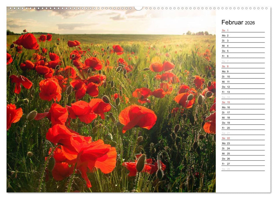Ein Traum von Mohn (CALVENDO Premium Wandkalender 2026)