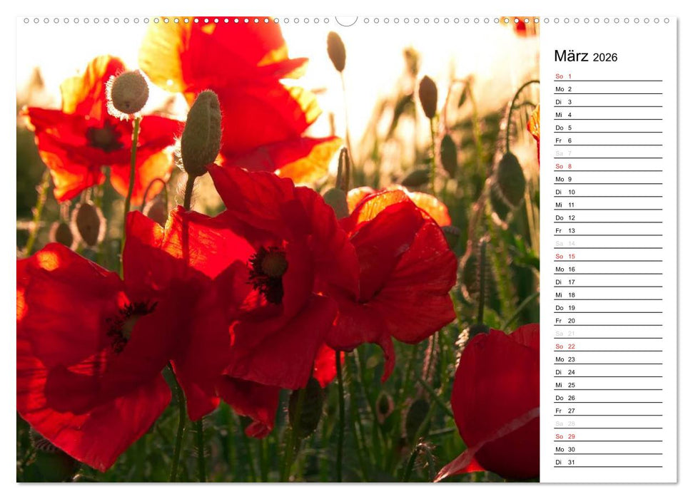Ein Traum von Mohn (CALVENDO Premium Wandkalender 2026)