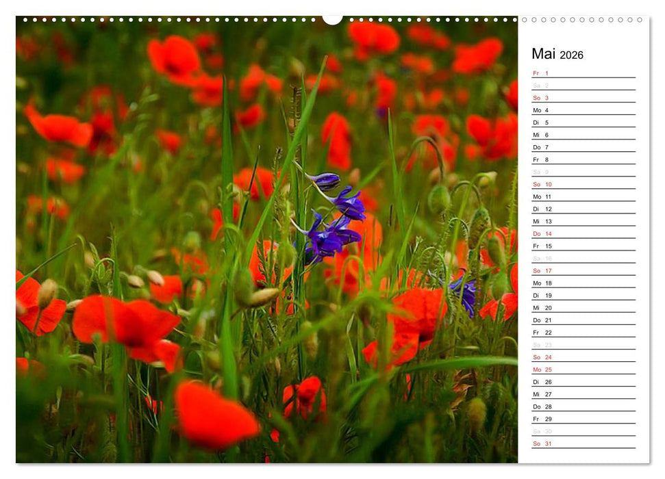 Ein Traum von Mohn (CALVENDO Premium Wandkalender 2026)